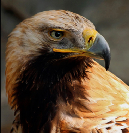 Eagle